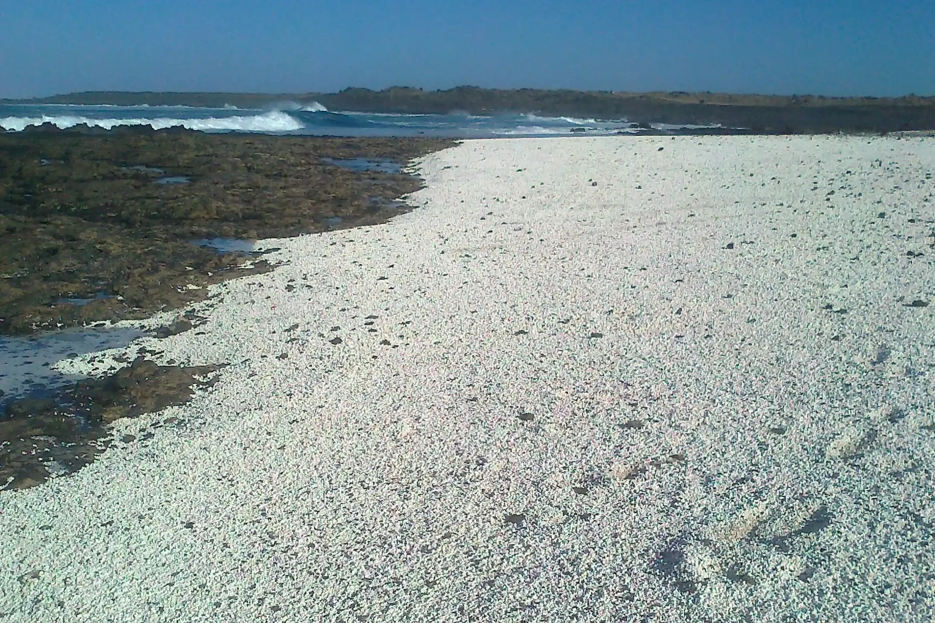 Close-up of thousands of small white rhodolith nodules covering the shoreline at Popcorn Beach, Fuerteventura
