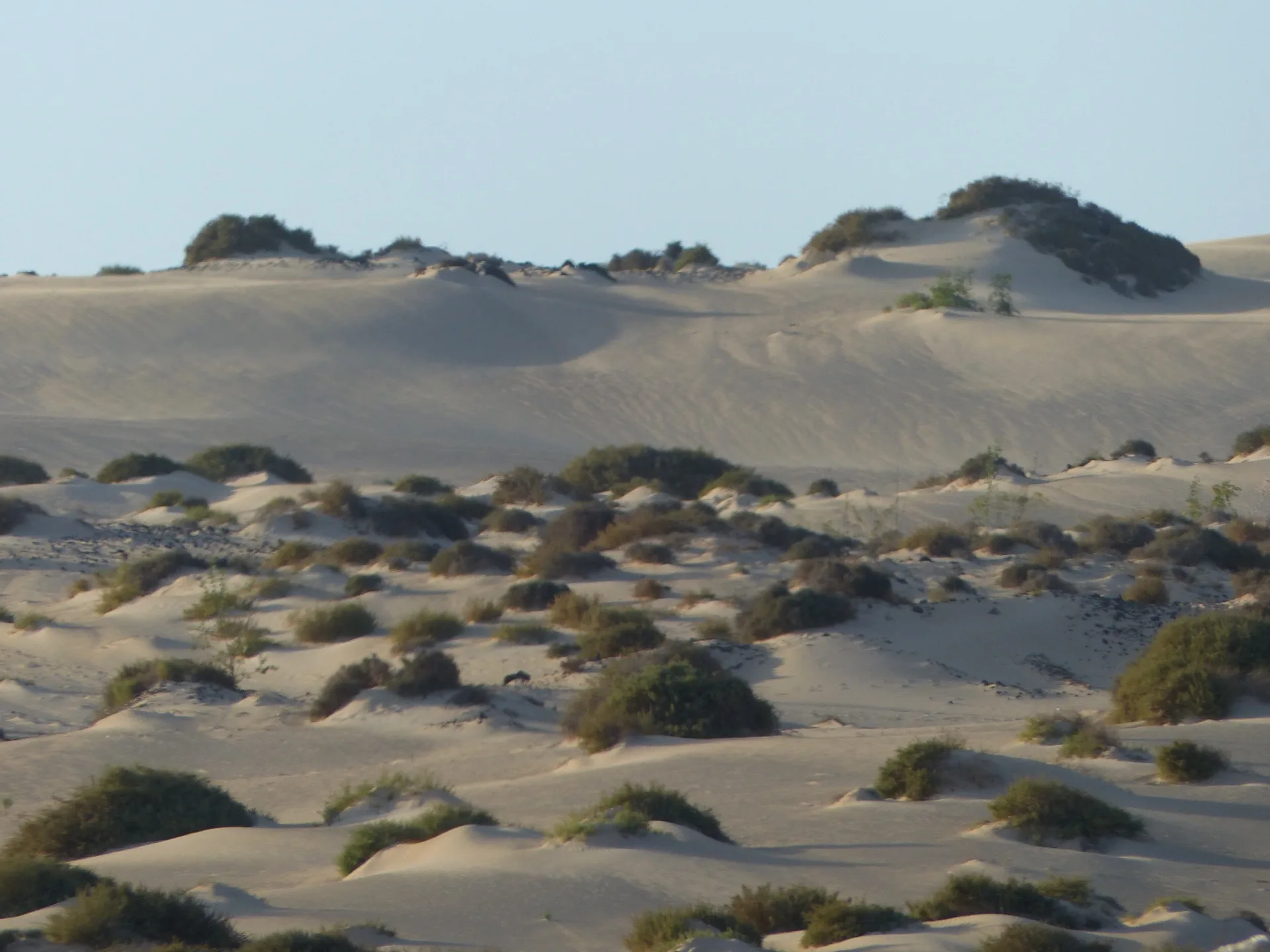 White sand dunes of Parque Natural de Corralejo stretching to the Atlantic shoreline