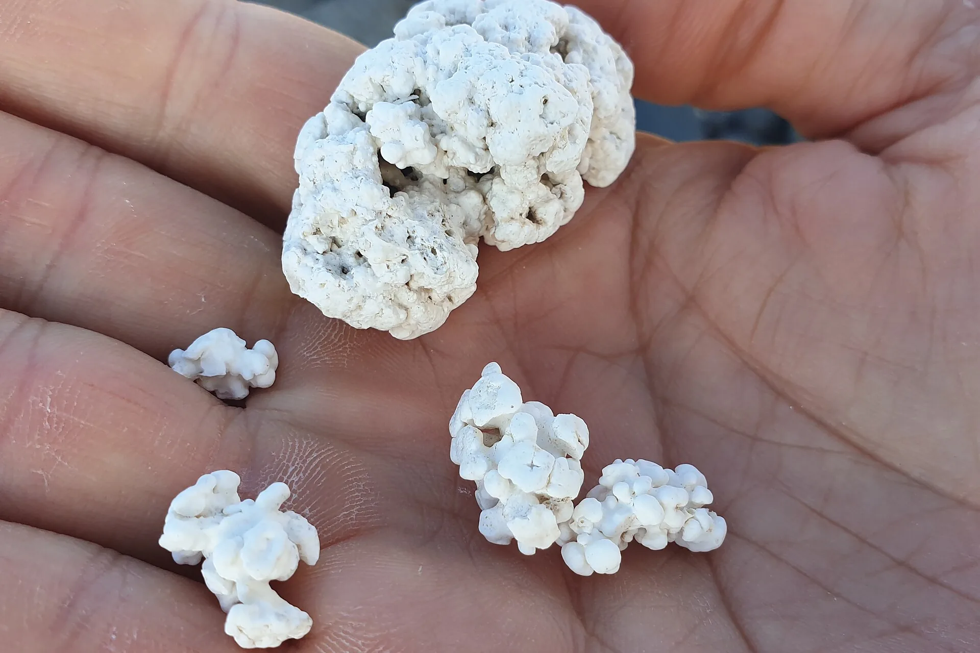 Close-up of thousands of small white rhodolith nodules covering the shoreline at Popcorn Beach, Fuerteventura